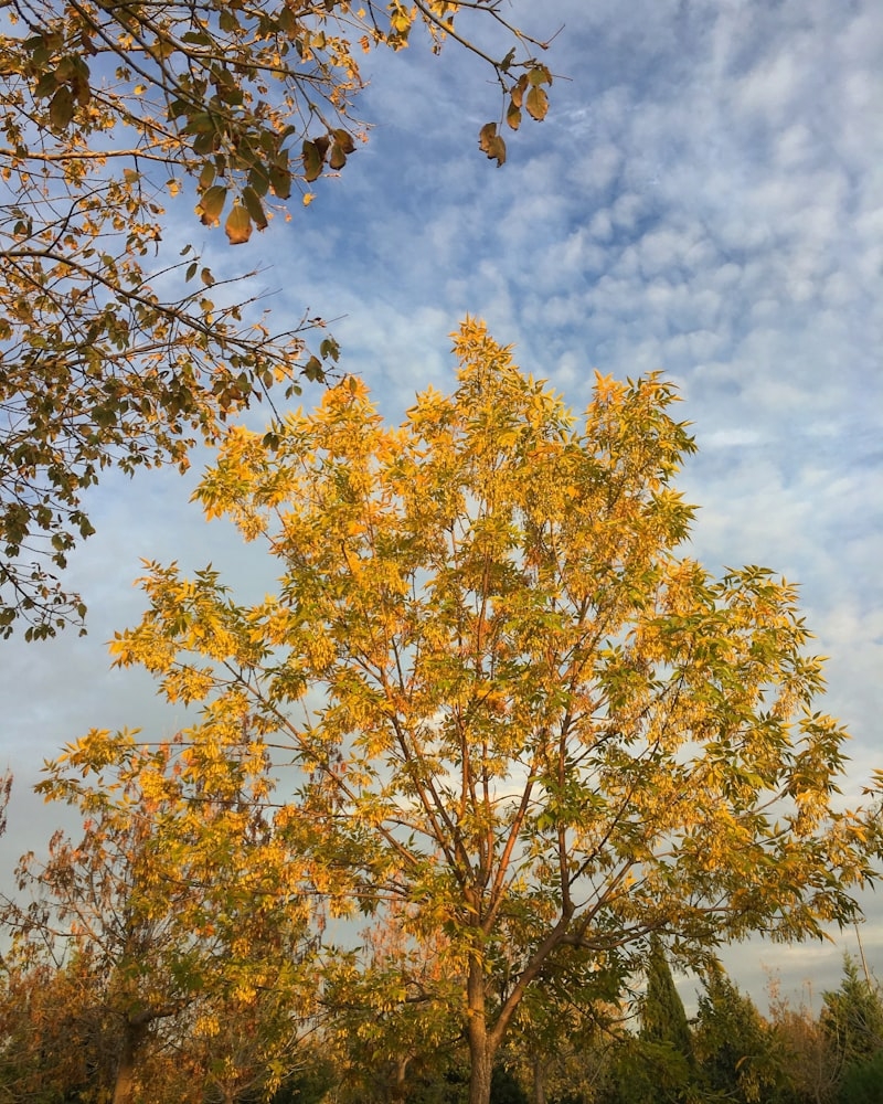 İzmir Tarihi Yerler 1 İzmir Tarihi Yerler