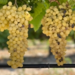 Manisa Tarihi Yerler 2 Manisa Tarihi Yerler