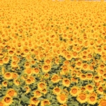 uploaded image yozgat tarihi yerler 1725154136196